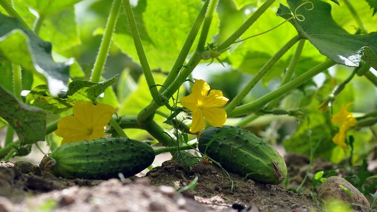 Cucumbers growing on garden soil.