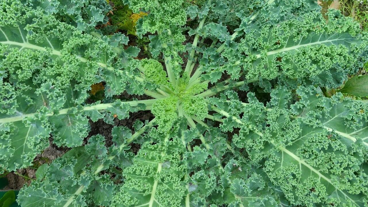 Looking down at a kale plant from above.