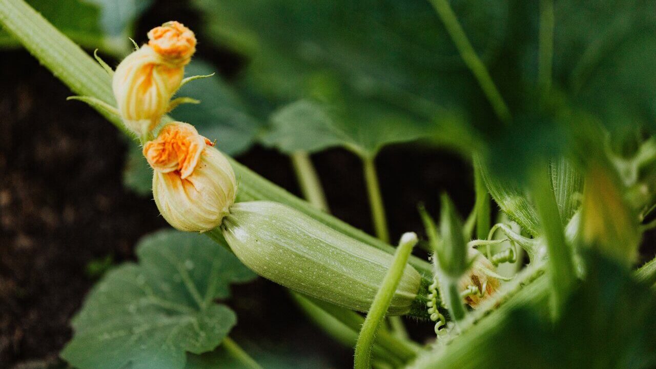Zucchini growing on plant with orange flower at tip.