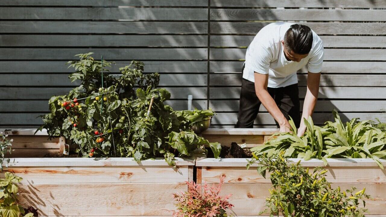 Person working with plants in a small raised bed vegetable garden.
