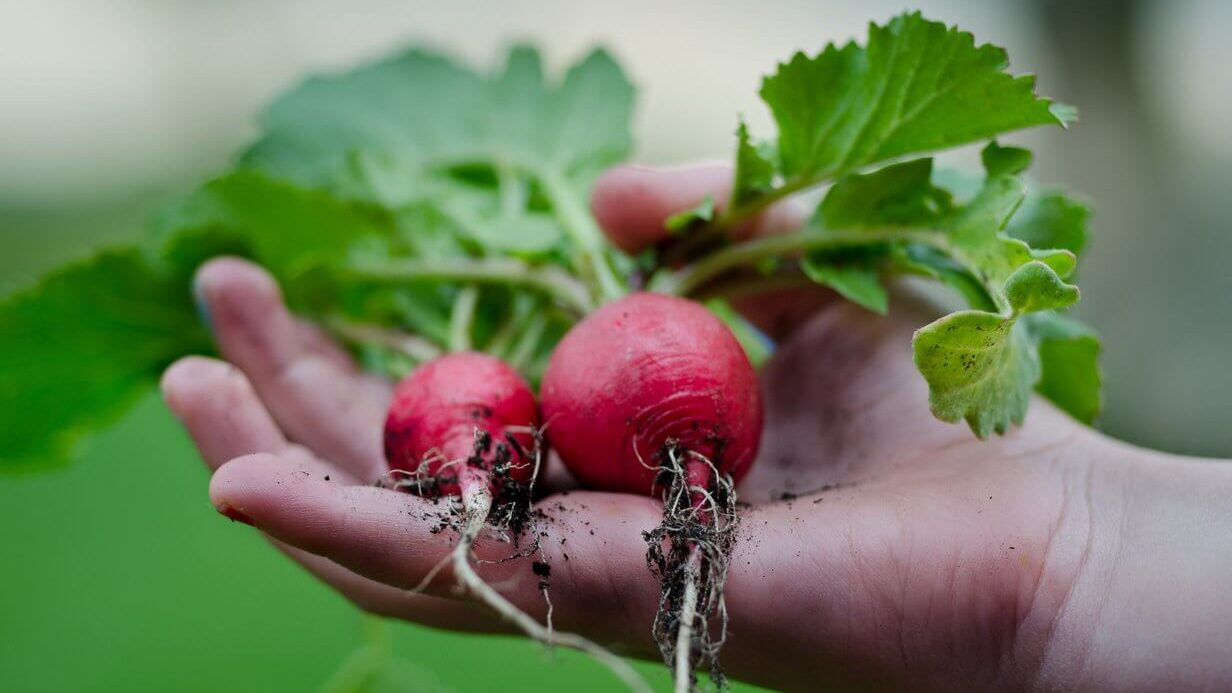 a person holding freshly harvested radishes in their hand.