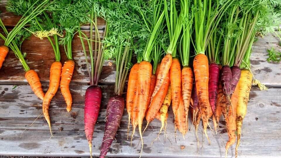Several varieties of freshly harvested carrots spread on a table.