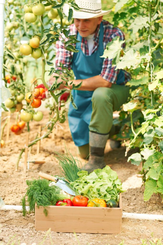Man looking at tomatoes growing on plant