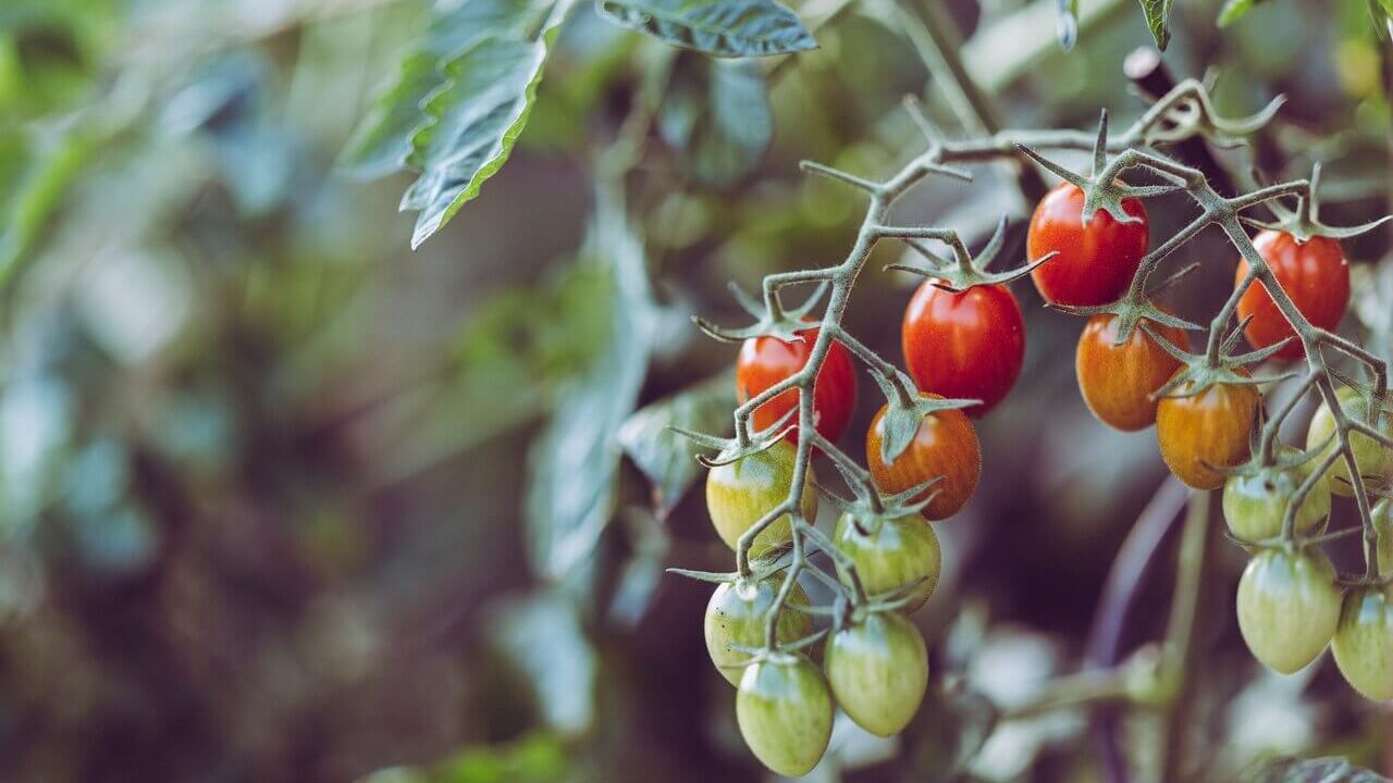 Cherry tomatoes growing on plant.