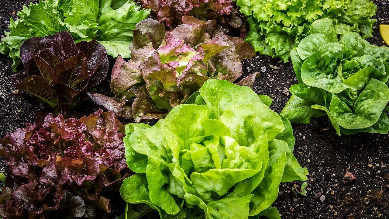 Different varieties of lettuce growing in a raised bed.