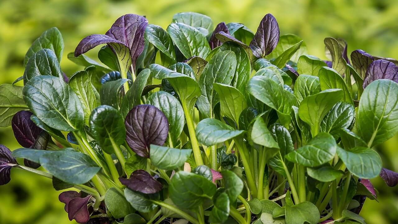 Purple and green spinach leaves growing in a garden.