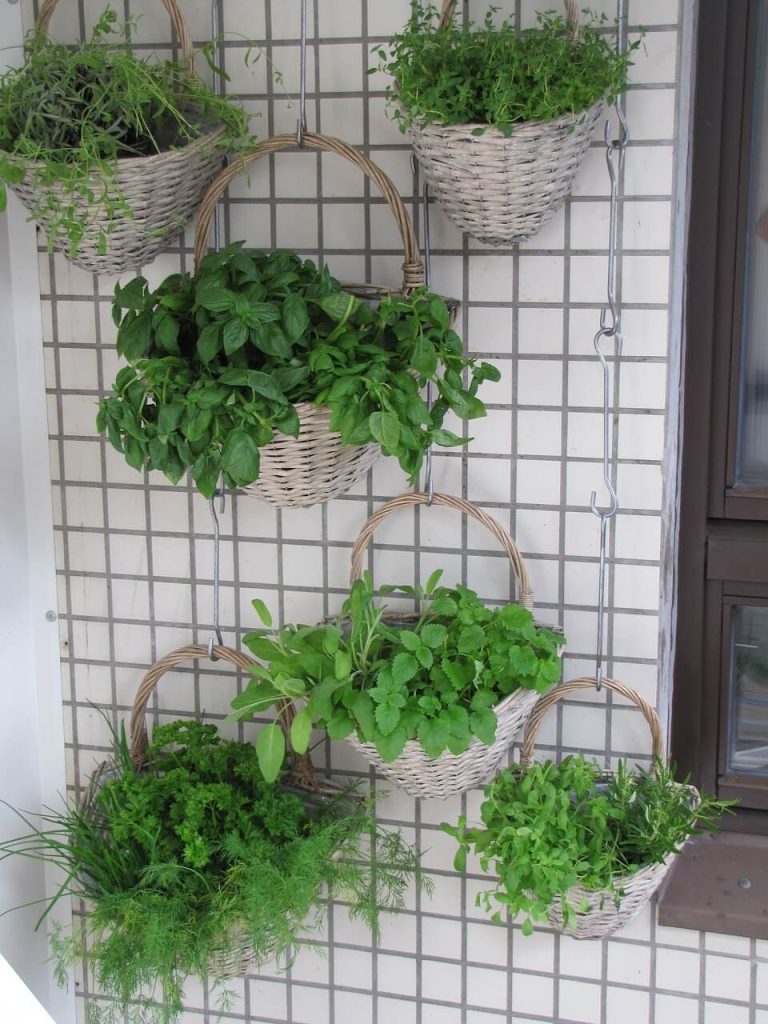 Vertical gardening example with herb plants growing in baskets that are hanging on wire mesh mounted to a wall.