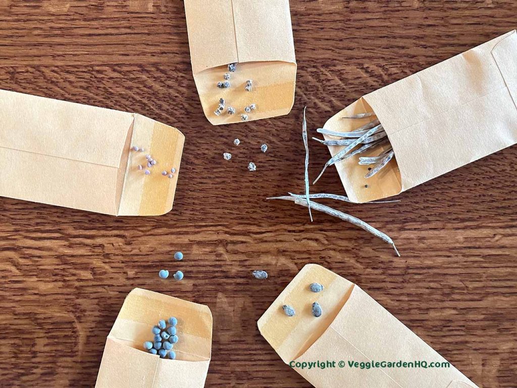 To save seeds, keep them in small paper envelopes that are labelled with the type of seed and saved date.