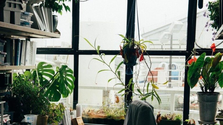 Bring outside plants inside. An indoor widnow sill is full of plants.