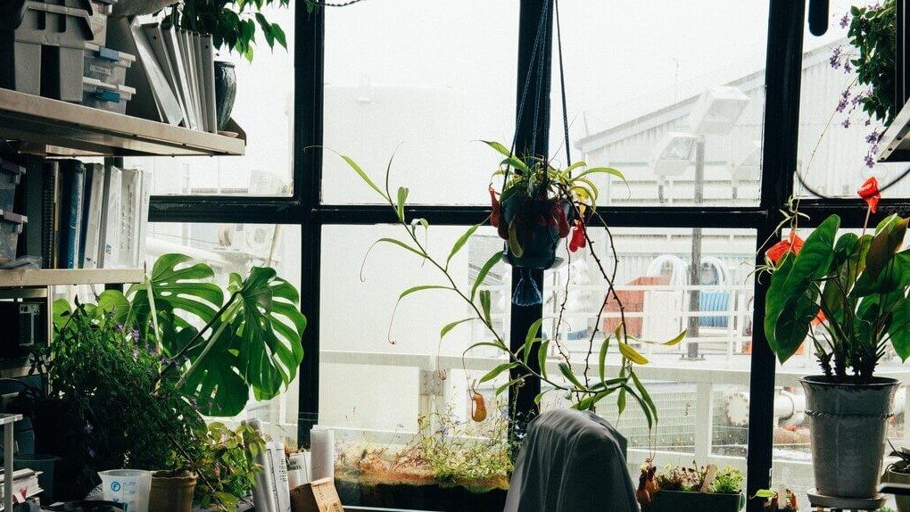 Bring outdoor plants inside for winter, place them in a sunny window, and give them the opportunity to continue growing.