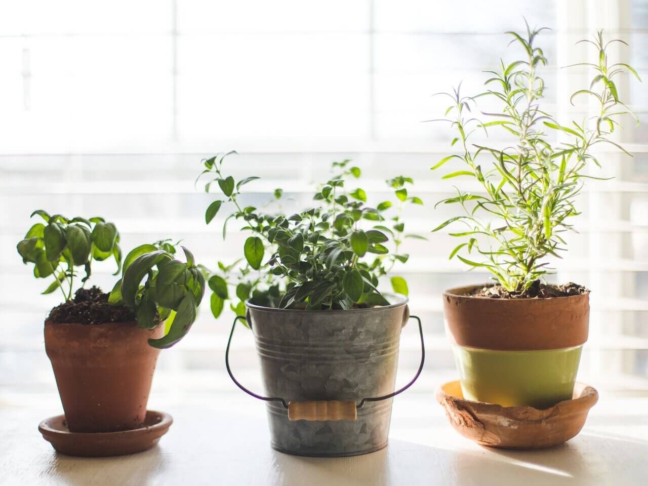 To grow herbs indoors they may be grown in terracotta pots with saucers and galvanized metal pots like these three plants.