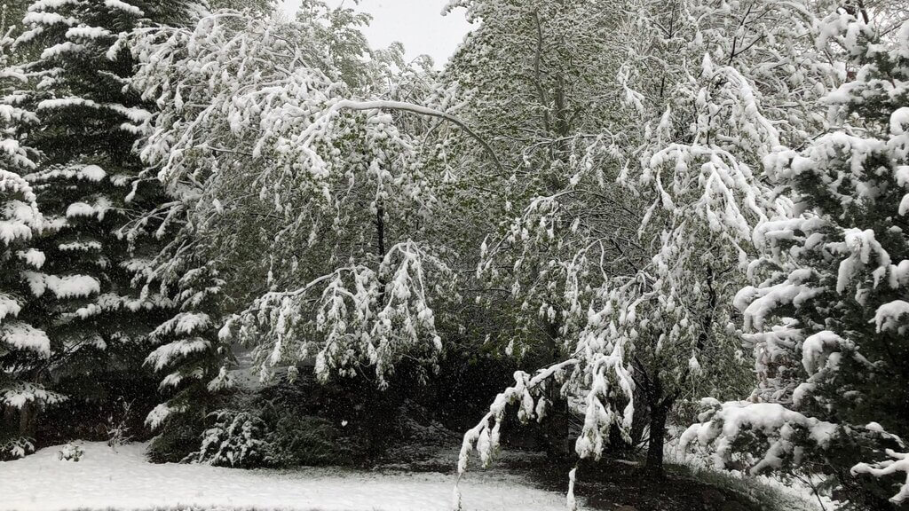 Snow cover on dormant plants and trees can cause damage to limbs.