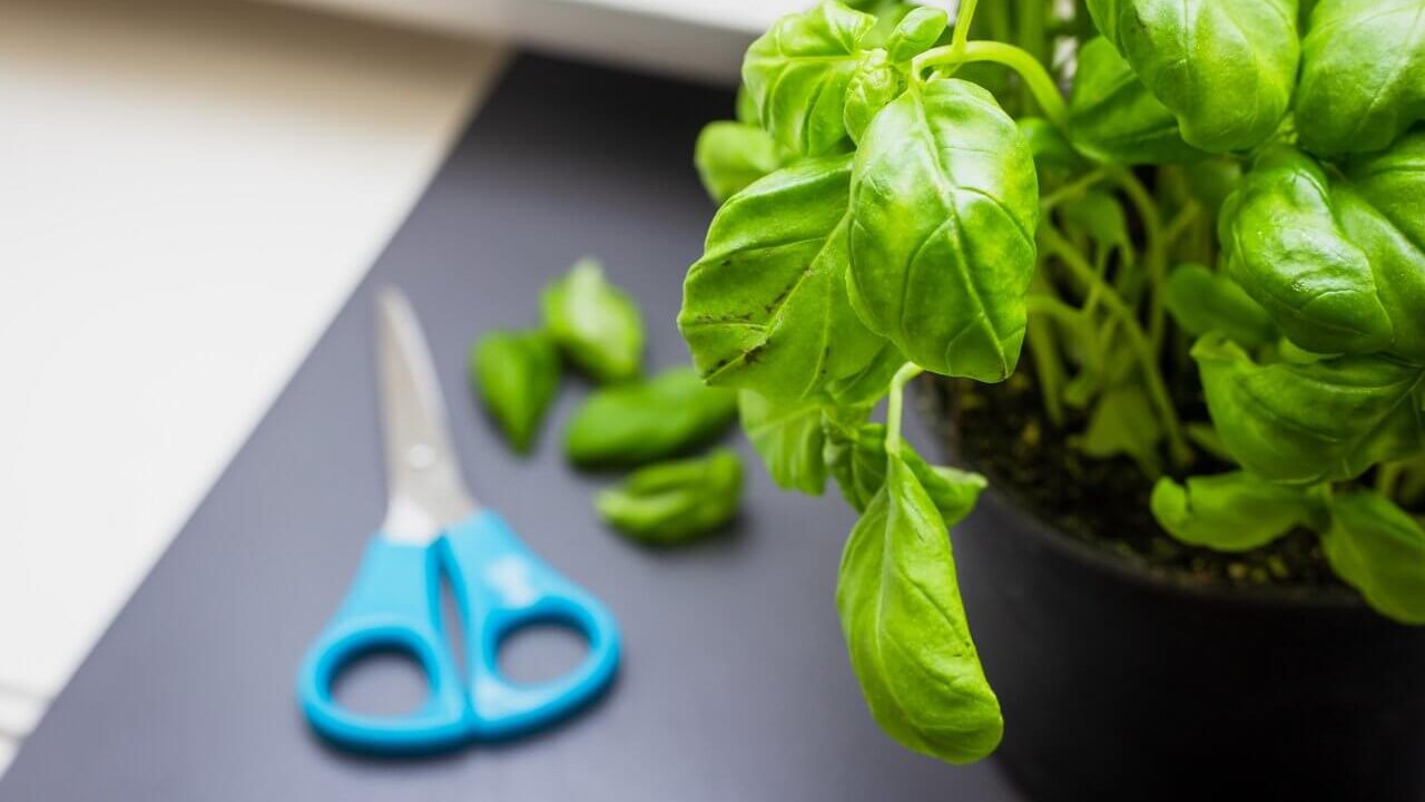 Image of basil herb plant with a few leaves that were harvested by snippn with kitchen scissors.