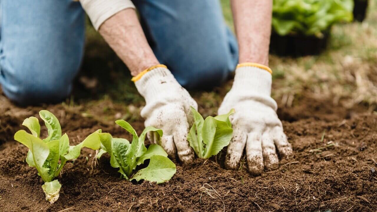 The health benefits of gardening are plentiful when we spend time working with soil and plants.