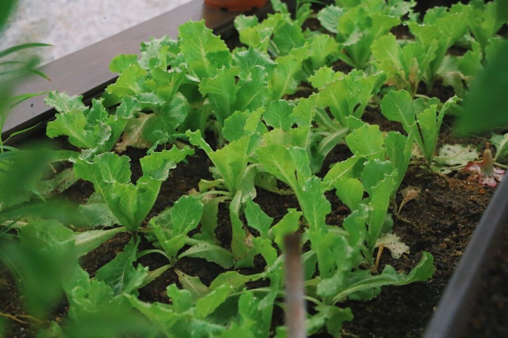 Gardening low maintenance is easy if you choose to grow easy to care for vegetables such as lettuce.