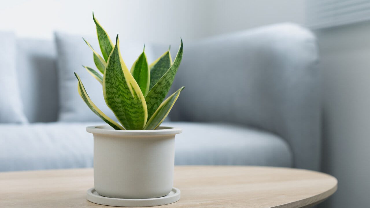 Snake plants are easy to grow indoors and help encourage a positive mindset.