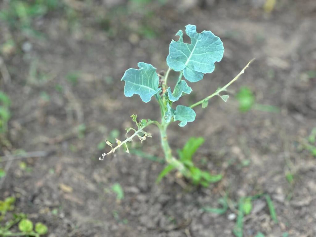 A grasshopper deterrent is a strategy to stop garden damage by controlling the life cycle of grasshoppers.