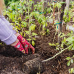 Mulch helps to retain moisture and decrease temperatures so vegetables in summer heat can thrive