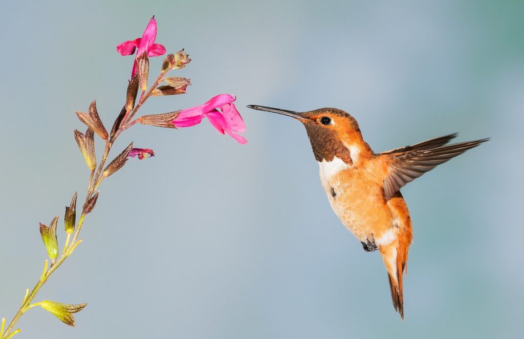 Hummingbird gardens are easy to create.