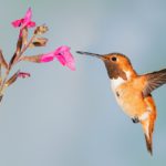 Hummingbird gardens are easy to create.