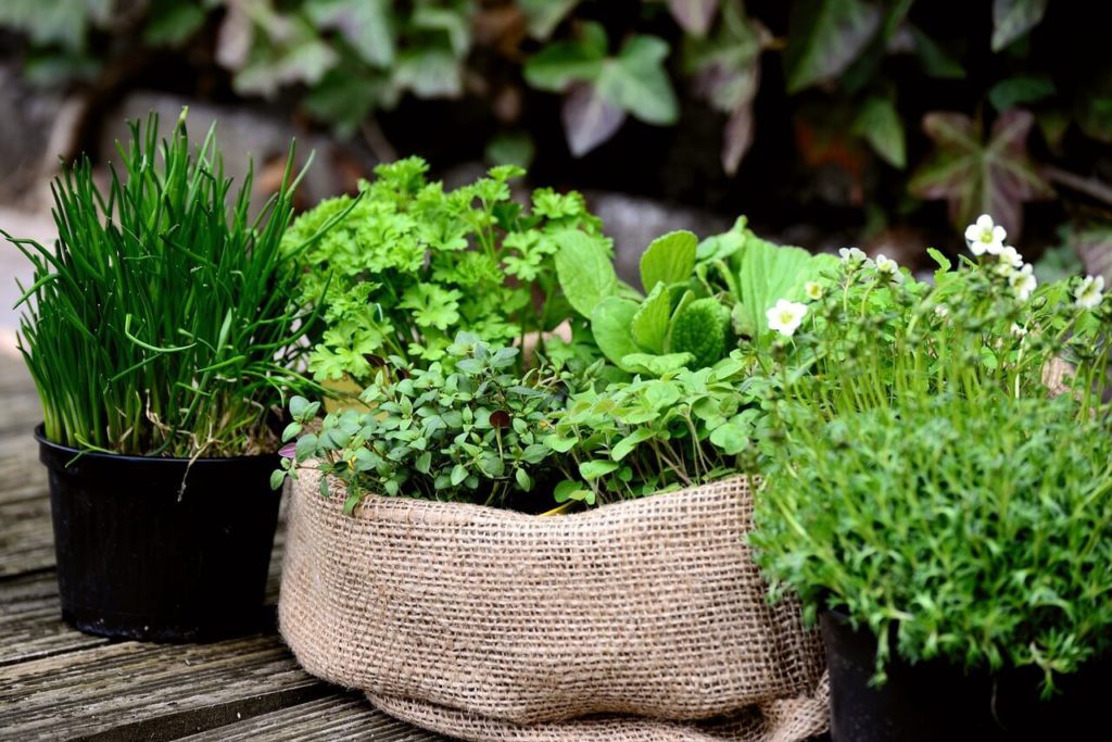 Medicinal plants to grow at home can provide excellent health benefits.