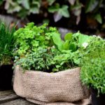 Medicinal plants to grow at home provide many health benefits.