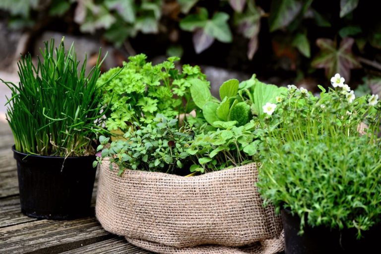 Medicinal plants to grow at home provide many health benefits.