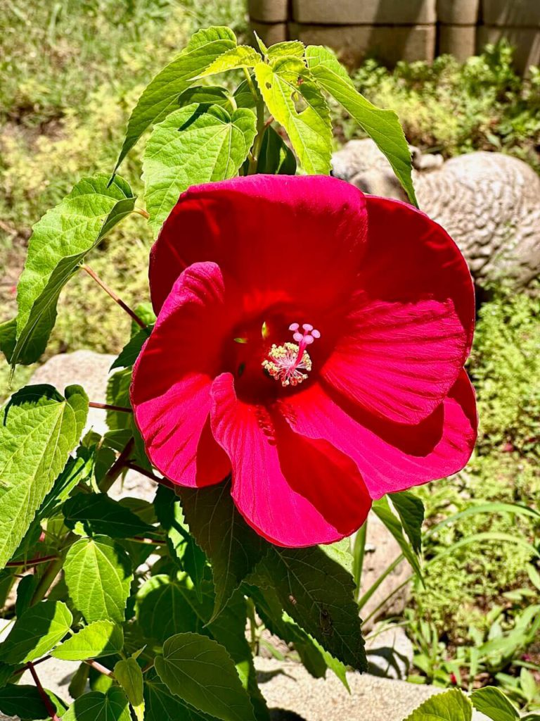 When you grow your own tea and add Hibiscus, it creates a tart, cranberry-like flavor. 