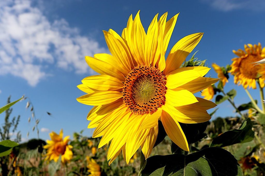 Sunflowers are one of the best medicinal plants to grow in your garden.