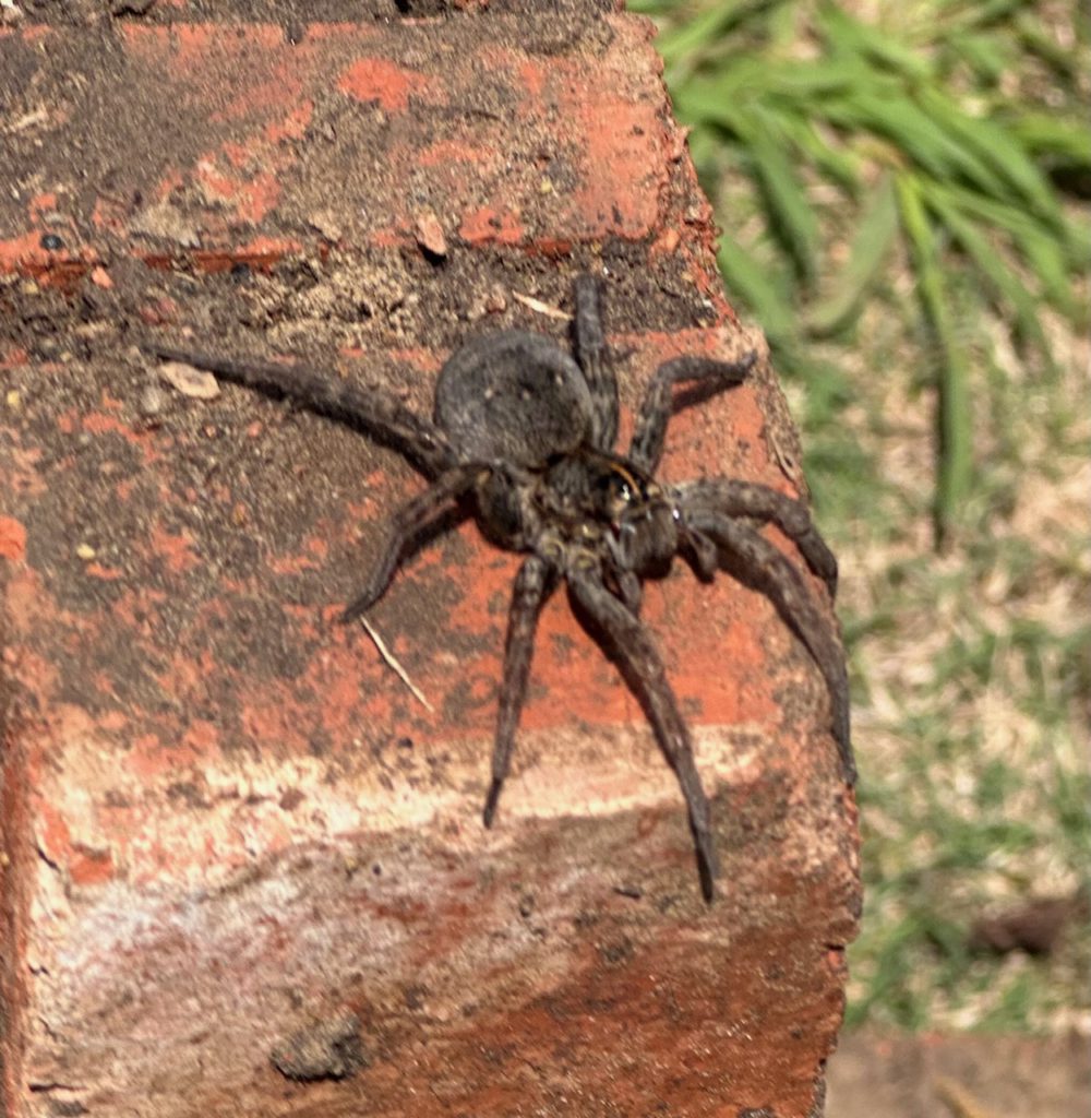 Wolf spiders are common garden spiders.