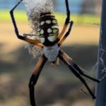 The yellow garden spider is a helpful and common garden spider.