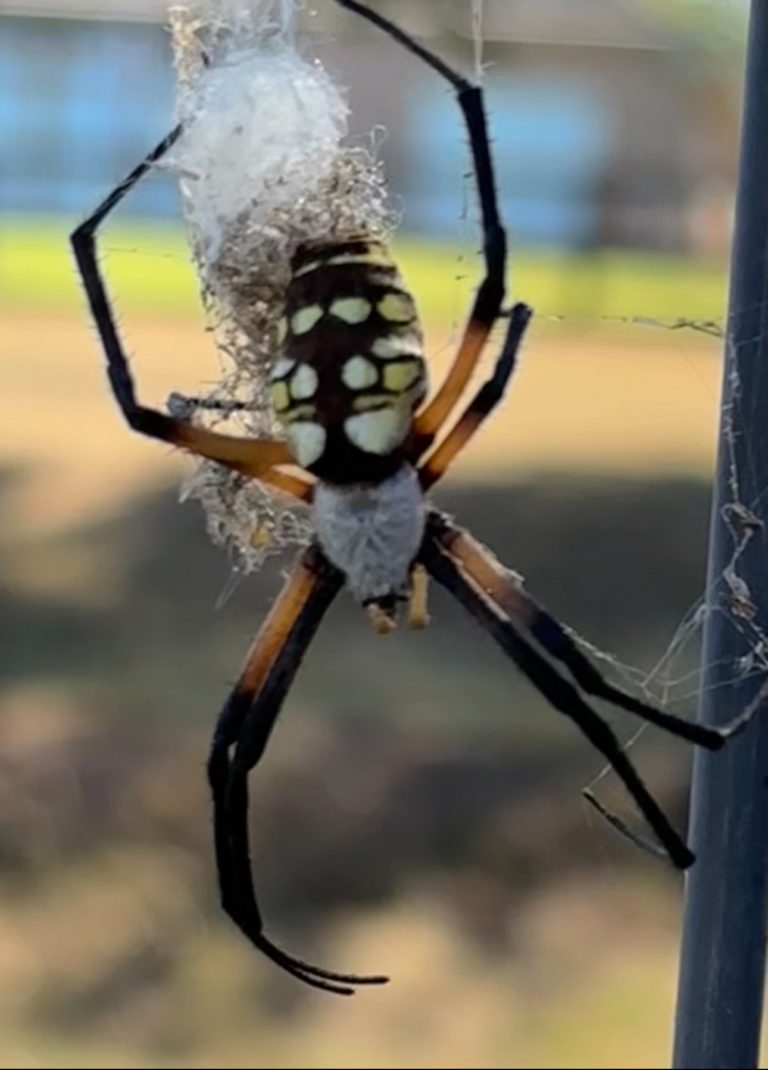 The yellow garden spider is a helpful and common garden spider.