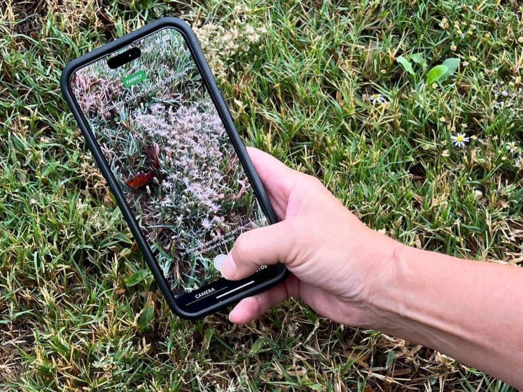 Smart gardening with AI can mean using phone apps to help with plant identification.