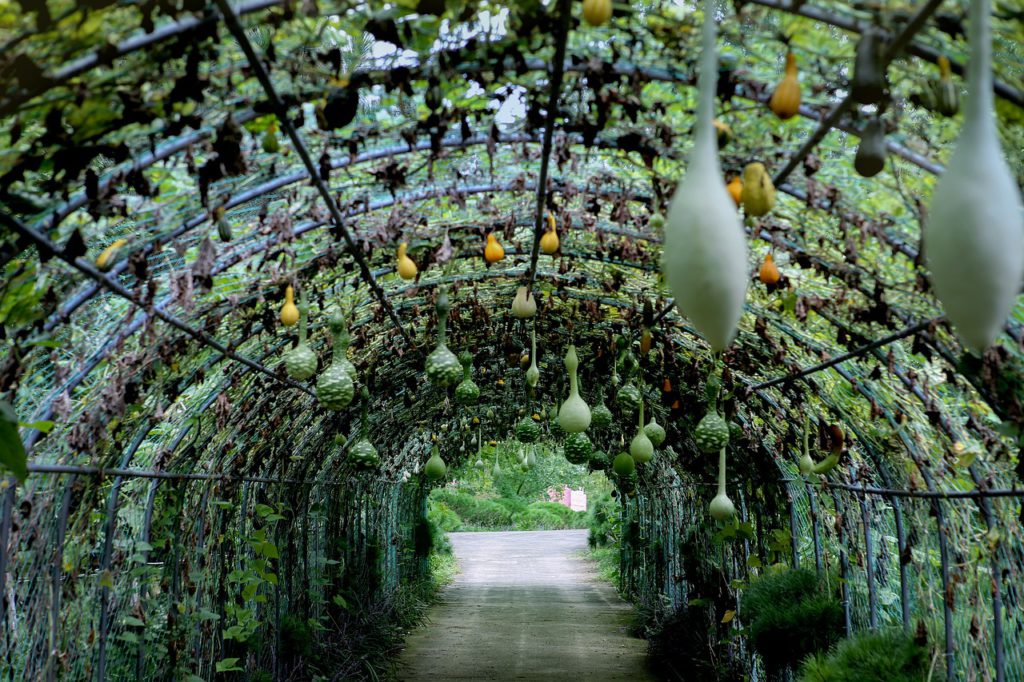 Growing vegetables such as gourds on trellises allows you to maintain a compact Thanksgiving garden.