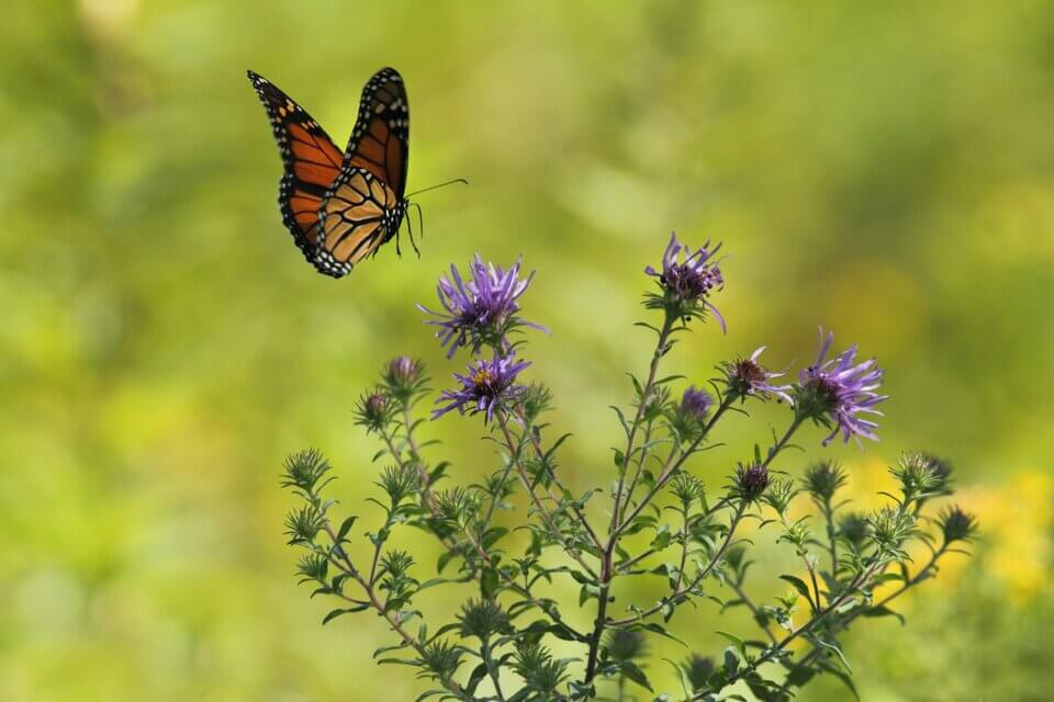 Reward yourself when you achieve your gardening goals.