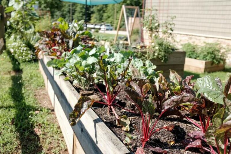 Avoid common vegetable gardening mistakes so you can enjoy a thriving, productive garden from the start.