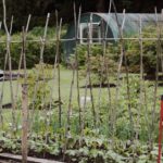 A small garden trellis can improve the health of a garden.