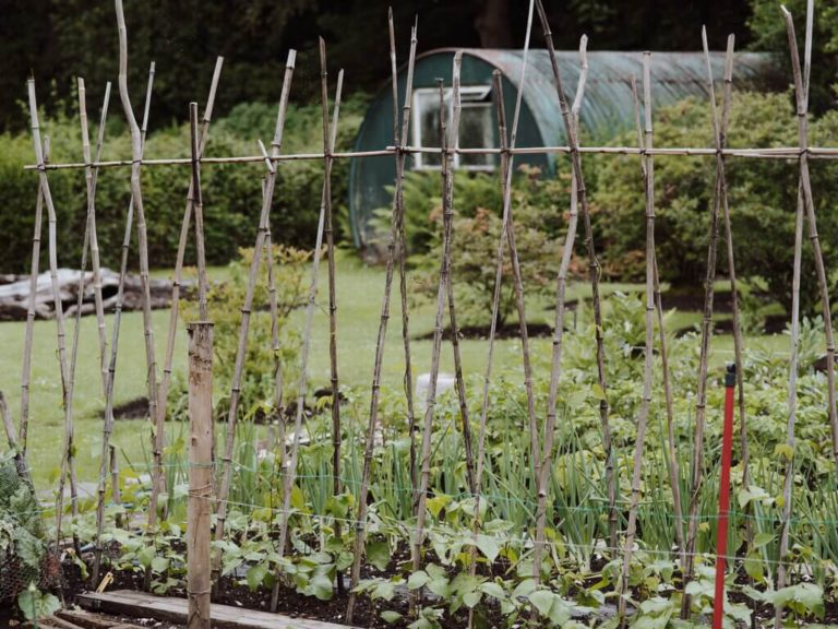 A small garden trellis can improve the health of a garden.