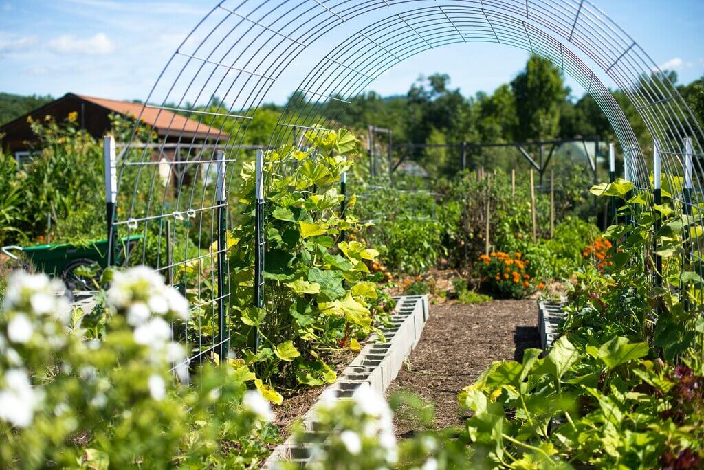 Cattle panels mak excellent supports as a small garden trellis.