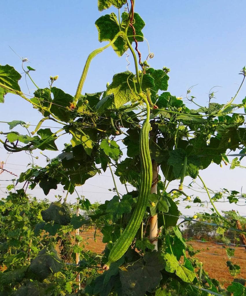 It's important to kep your small garden trellis secure to maintain it's functionality.