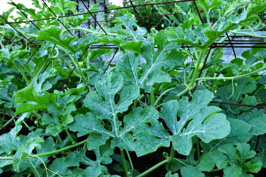 A small garden trellis can be as simple as a metal a-frame structure.