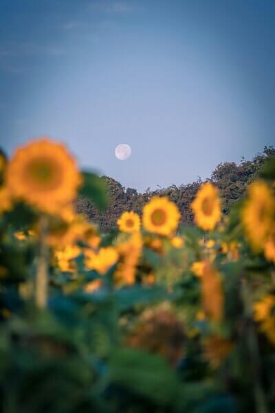 Moon gardening is a simple idea that requires you to complete your gardening tasks with the direction of the moon’s energy.