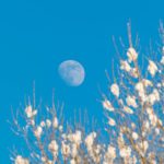 Many gardeners believe moon gardening affects our plants .