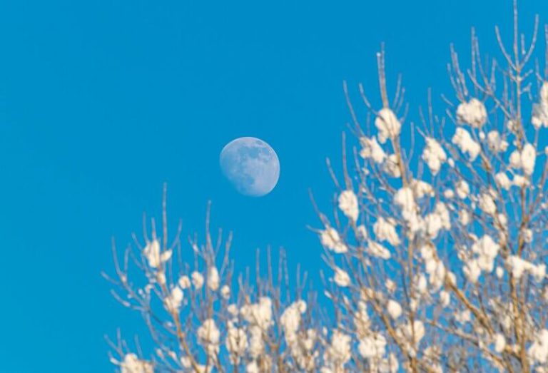 Many gardeners believe moon gardening affects our plants .