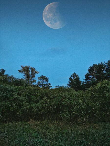 Have you heard of moon gardening? If not, you might be wondering, “This sounds interesting, but where do I begin?”