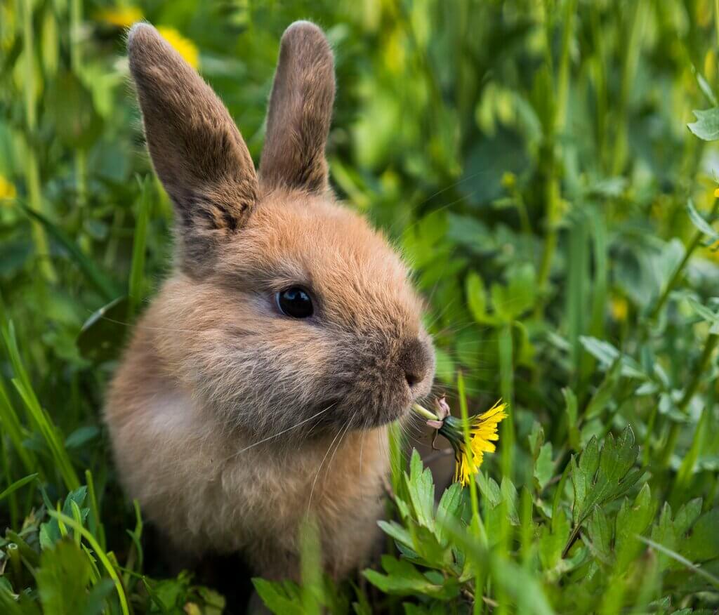 An image of a wild rabbit eating a dendelion. 