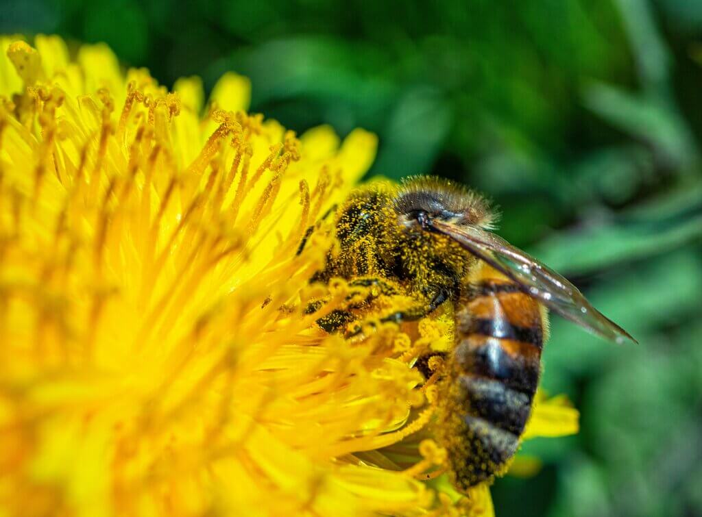 Dandelions are often one of the first blooming plants in spring, offering early food for bees, butterflies, and pollinators when little else is available.
