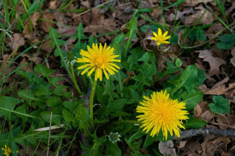 Dandelion Benefits, Uses, and History: Why This Common Weed Deserves a Second Look