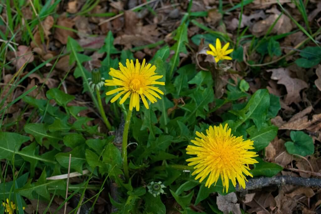 How you feel about dandelions depends a lot on your stage of life and your priorities
