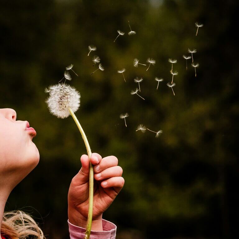 An image of a child making a wish while blowing on a dandelion seed head is nearly a universal tradition. 